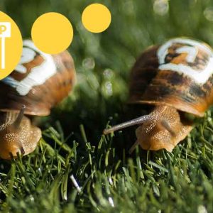 Snail Racing